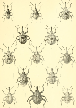 The Coleoptera of the British islands. A descriptive account of the families, genera, and species indigenous to Great Britain and Ireland, with notes as to localities, habitats, etc (1887) (20669606691)