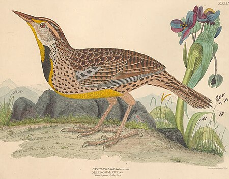 Illustrations of the American ornithology of Alexander Wilson and Charles Lucian Bonaparte - with the addition of numerous recently discovered species and representations of the whole sylvae of North (14768907883), Alexander Wilson, 1835