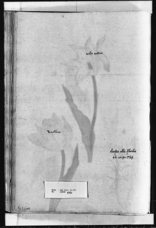 Alexander Marshal (RCIN 924308-2), Alexander Marshal