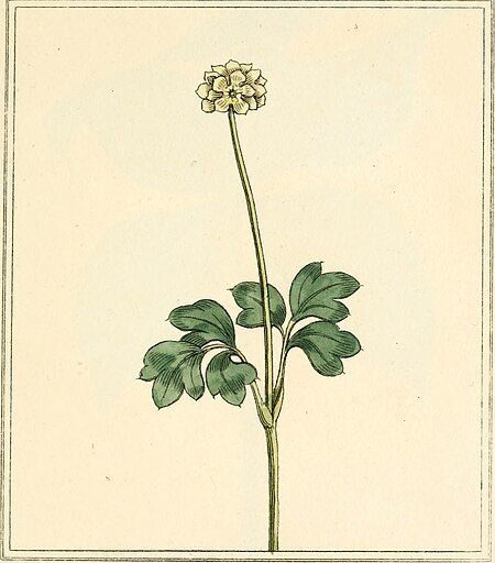Elements of the science of botany, as established by Linnaeus; with examples to illustrate the classes and orders of his system (1812) (21238585136)