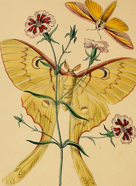 The cabinet of oriental entomology - being a selection of some of the rarer and more beautiful species of insects, natives of India and the adjacent islands, the greater portion of which are now for (14780722081), 1848