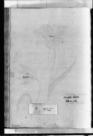 Alexander Marshal (RCIN 924319-2), Alexander Marshal