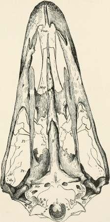Key to North American birds. Containing a concise account of every species of living and fossil bird at present known from the continent north of the Mexican and United States boundary, inclusive of (14564031699), 1890