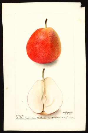 Pomological Watercolor POM00007002, Deborah Griscom Passmore, 1900