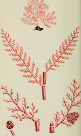 Phycologia Britannica, or, A history of British sea-weeds - containing coloured figures, generic and specific characters, synonymes, and descriptions of all the species of algae inhabiting the shores (14762071774), 1846