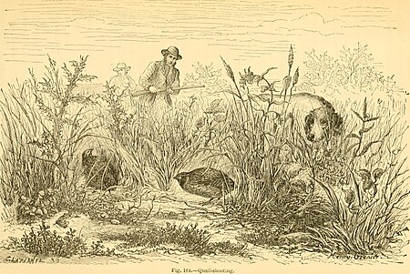 Reptiles and birds - a popular account of the various orders; with a description of the habits and economy of the most interesting (1869) (14562173199), 1869