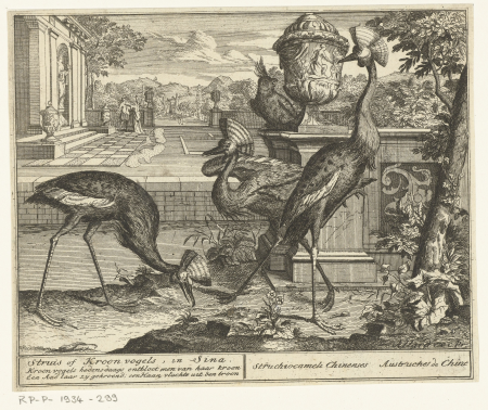 Kraanvogels Struis of Kroonvogels, in Sina (titel op object), RP-P-1934-299, Abraham Allard, between 1686 and 1725