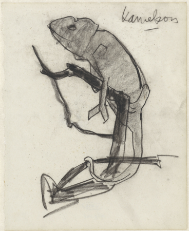 Kameleon, RP-T-1969-106, Theo Nieuwenhuis, between 1876 and 1951