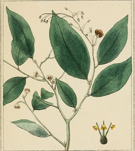 Elements of the science of botany, as established by Linnaeus; with examples to illustrate the classes and orders of his system (1812) (20643923323)