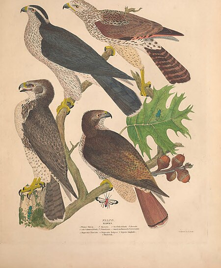 Illustrations of the American ornithology of Alexander Wilson and Charles Lucian Bonaparte - with the addition of numerous recently discovered species and representations of the whole sylvae of North (14748720932), Alexander Wilson, 1835
