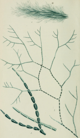 Phycologia Britannica, or, A history of British sea-weeds - containing coloured figures, generic and specific characters, synonymes, and descriptions of all the species of algae inhabiting the shores (14761284441), 1846