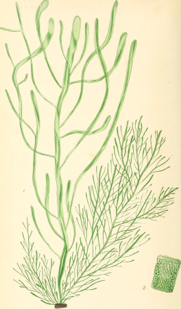 Phycologia britannica, or, A History of British sea-weeds, containing coloured figures, generic and specific characters, synonymes, and descriptions of all the species of algae inhabiting the shores (14779248261), 1846