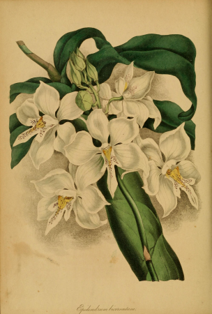 Paxton's Magazine of Botany and Register of Flowering Plants (1838) (14741893656), 1838
