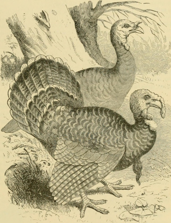 Key to North American birds. Containing a concise account of every species of living and fossil bird at present known from the continent north of the Mexican and United States boundary, inclusive of (14727567736), 1896