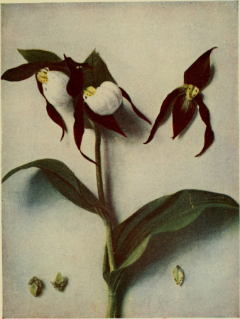 Bog-trotting for orchids (1904) (20393201071), Grace Greylock Niles, 1904