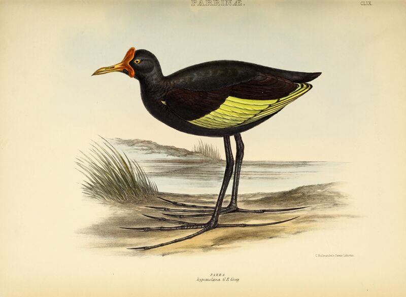 The genera of birds - comprising their generic characters, a notice of the habits of the genus, and an extensive list of species referred to their several genera (1849) (14752175212)