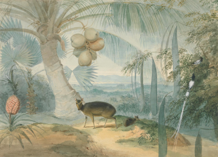 A Landscape in Ceylon, With Barking Deer and Fawn and a Pair of Paradise Fly-Catchers, Samuel Daniell, between 1808 and 1811