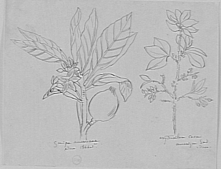 Study of South American trees, Gustave Moreau, between 1850 and 1895