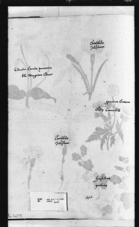 Alexander Marshal (RCIN 924375-2), Alexander Marshal