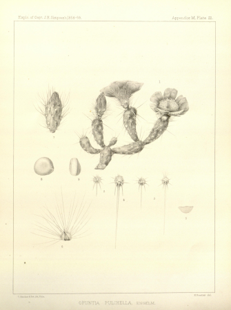 Report of explorations across the great basin of the territory of Utah (Plate III) BHL32223806, Paulus Roetter, 1876