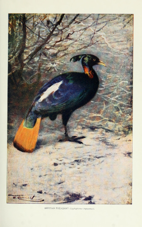 The Americana - a universal reference library, comprising the arts and sciences, literature, history, biography, geography, commerce, etc. of the world (1903) (14597907639), Wilhelm Kuhnert