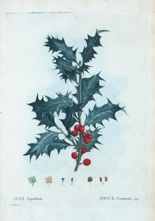 Ilex aquifolium = Common holly, Pierre-Joseph Redouté, between 1801 and 1819