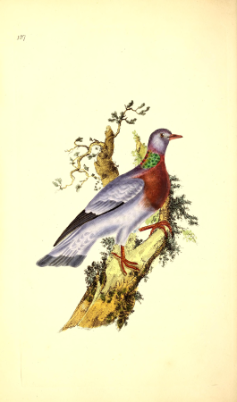 The natural history of British birds, or, A selection of the most rare, beautiful and interesting birds which inhabit this country - the descriptions from the Systema naturae of Linnaeus - with (14747488864), 1798