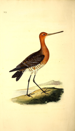 The natural history of British birds, or, A selection of the most rare, beautiful and interesting birds which inhabit this country - the descriptions from the Systema naturae of Linnaeus - with (14750079522), 1818