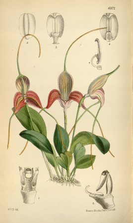 Masdevallia caudata (as Masdevallia shuttleworthii) - Curtis' 104 (Ser. 3 no. 34) pl. 6372 (1878), 1878