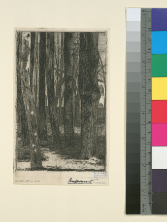 Large tree trunks arranged regularly..., 1852