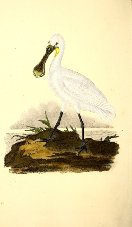 The natural history of British birds, or, A selection of the most rare, beautiful and interesting birds which inhabit this country - the descriptions from the Systema naturae of Linnaeus - with (14728812666), 1819