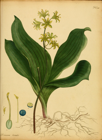 The botanist's repository, for new, and rare plants - containing coloured figures of such plants, as have not hitherto appeared in any similar publication, with all their essential characters, (14596677250), 1797