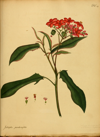 The botanist's repository, for new, and rare plants - containing coloured figures of such plants, as have not hitherto appeared in any similar publication, with all their essential characters, (14760447516), 1797