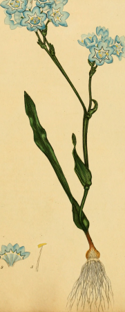 The botanist's repository, for new, and rare plants - containing coloured figures of such plants, as have not hitherto appeared in any similar publication, with all their essential characters, (19782440684), 1797