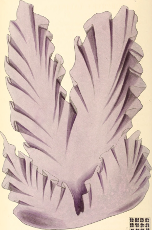 Phycologia britannica, or, A History of British sea-weeds, containing coloured figures, generic and specific characters, synonymes, and descriptions of all the species of algae inhabiting the shores (14595901617), 1846