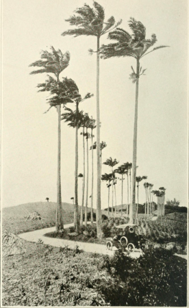 Isles of spice and palm (1915) (14778625432), 1915