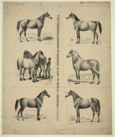 The Principal breeds of horses in use in North America - drawn from life, lith'd. & pub'd. by A. Kollner, Philadelphia. LCCN2009633678, 1872