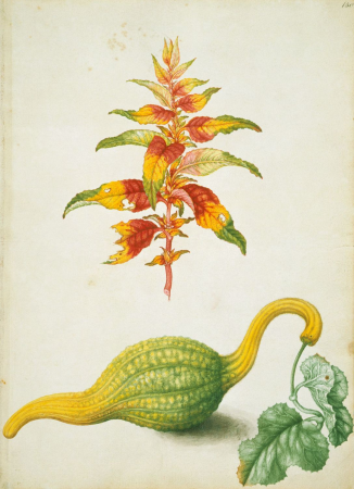 Joseph’s coat and white-flowered bottle gourd, Alexander Marshal, c. 1650-82