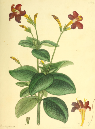 The botanist's repository, for new and rare plants - containing coloured figures of such plants, as have not hitherto appeared in any similar publication; with all their essential characters, (20216930458), 1797