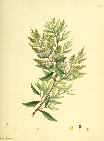 The botanist's repository, for new and rare plants - containing coloured figures of such plants, as have not hitherto appeared in any similar publication; with all their essential characters, (20411118381), 1797