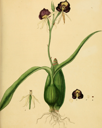 The botanist's repository, for new, and rare plants - containing coloured figures of such plants, as have not hitherto appeared in any similar publication, with all their essential characters, (19782385094), 1797