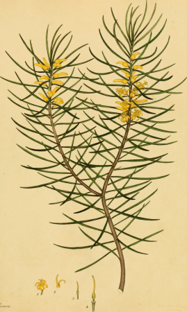 The botanist's repository, for new, and rare plants - containing coloured figures of such plants, as have not hitherto appeared in any similar publication, with all their essential characters, (20405196235), 1797