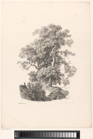 Bomen en struiken, RP-P-OB-28.007, Barend Cornelis Koekkoek, between 1829 and 1830