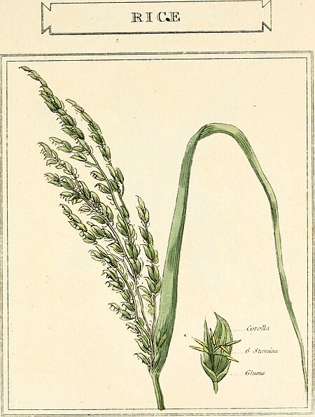 Elements of the science of botany, as established by Linnaeus; with examples to illustrate the classes and orders of his system (1812) (20643681893)
