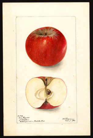 Pomological Watercolor POM00000099, Deborah Griscom Passmore, 1900