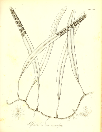 The botany of Captain Beechey's voyage; comprising an acount of the plants collected by Messrs. Lay and Collie, and other officers of the expedition, during the voyage to the Pacific and Behring's (20411772241), 1841
