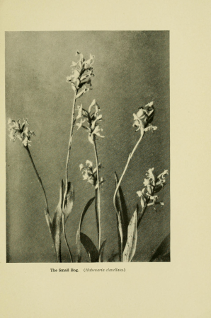 Bog-trotting for orchids (1904) (19764388124), Grace Greylock Niles, 1904