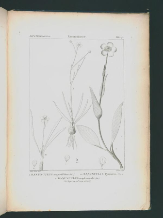 Icones selectae plantarum quas in systemate universali (Tab. 027), between 1820 and 1846
