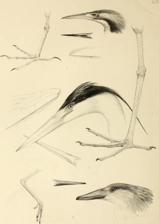 The genera of birds - comprising their generic characters, a notice of the habits of the genus, and an extensive list of species referred to their several genera (1849) (14565785130)