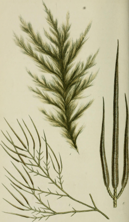 Phycologia Britannica, or, A history of British sea-weeds - containing coloured figures, generic and specific characters, synonymes, and descriptions of all the species of algae inhabiting the shores (14741422066), 1846